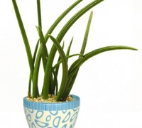 Cây ngà voi,cay nga voi,ngà voi,nga voi,cây nanh heo,Sanseviera cylindrica Bojer,Sanseviera canaliculata Carr,Cây Ngà Voi