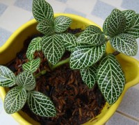 Ngũ sắc diệp,cây ngũ sắc diệp,ngu sac diep,cây ngũ sắc diệp,Sanchezia nobilis Hook,Ô Rô,Acanthaceae,Ngũ sắc diệp