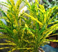 cay sao nhái,cay sao nhai,sao nhai,cây lá màu,Codiaeum variegatum,họ Thầu dầu,Euphorbiaceae,Sao Nhái