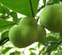 cây chay,cây chay bắc bộ,chay ăn trầu,cây ăn trầu,mít chay,chay vỏ tía,chay Bắc,Artocarpus tonkinensis,họ Dâu Tằm,Moraceae,cây ngoại thất,cây ăn quả,cây y học,cây làm thuốc,Cây Chay Bắc Bộ