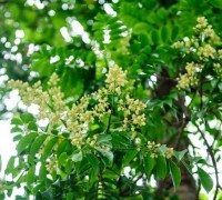 Cây sấu,cay sau,sấu tía,sấu trắng,long cóc,quả sấu,ô mai sấu,cây sấu ở Hà Nội,Hà Nội,cây sấu ở Cúc Phương Ninh Bình,Cúc Phương,Ninh Bình,cây sấu cổ thụ,cây sấu nghìn tuổi,Đào lộn hột,Dracontomelon duperreanum,Anacardiaceae,các món ăn từ quả sấu,tác dụng y học của quả sấu,sấu ngâm,sấu dầm,nước sấu,Cây Sấu