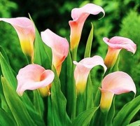 hoa rum,hoa zum,hoa thủy vu,hoa tình yêu,sự tích hoa rum,ý nghĩa của hoa rum,hoa đám cưới,arum,Calla,Arum Lily,Calla Lily,Calla palustris,White Arum,họ Ráy,Araceae,Hoa Rum