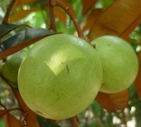 Vú sữa,cây vú sữa,vu sua,sự tích cây vú sữa,cây ăn quả,Chrysophyllum cainino,Hồng xiêm,Sapotaceae,Ebenales,Vú Sữa