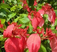 cây bướm đỏ,cay buom do,cây én đỏ,én đỏ,bướm bướm,hoa bướm,ngọc diệp kim hoa,bứa chừa,Cây bướm đỏ