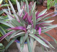 Cây sò huyết,sò tím,sắc màu,lẻ bạn,bạng hoa,thài lài,rau trai,Boot Lily,Moses in the cradle,Tradescantia spathacea,Tradescantia discolor,Cây Sò tím - Sò huyết - Sắc màu