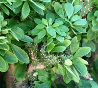 Xương rồng ngọc lân,xương rồng rào,xương rồng ta,xương rồng,cay xuong rong,Euphorbia neriifolia,họ Đại kích,họ Thầu dầu,Euphorbiaceae,Xương rồng ngọc lân