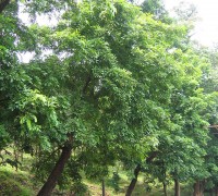 Căm xe,cây căm xe,cẩm xe,cây gỗ,cây gỗ quý,Xylia xylocarpa,Căm xe