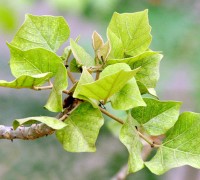 Vông đồng,cây vông đồng,cây vông,hura crepitans,hura brasiliensis wild,họ Đại kích,Euphorbiaceae,Vông đồng