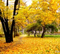 Bạch dương,cây bạch dương,cây dương,chi Bạch dương,chi Bulô,chi Cáng lò,Betula,Betulaceae,xứ sở bạch dương,mùa thu nước Nga,Bạch dương