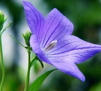 Hoa cát cánh,cát cánh,kết cánh,ý nghĩa hoa cát cánh,Platycodon grandiflorum,Platycodon grandiflorus,họ hoa chuông,hoa đẹp,Hoa cát cánh