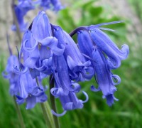 Hoa chuông xanh,hoa chuông,Bluebells,Hyacinthoides,họ Măng tây,Asparagaceae,hoa đẹp,Hoa chuông xanh