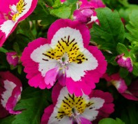 Hoa nga điệp,hoa đẹp,hoa Đà Lạt,Schizanthus,Hoa nga điệp