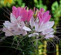 Hoa túy điệp,túy điệp,hoa đẹp,hoa Đà Lạt,Cleome spinosa,Hoa túy điệp