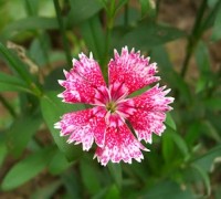 Hoa mã tiên nữ,mã tiên nữ,Verbena hybrida,hoa đẹp,Hoa mã tiên nữ
