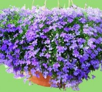 Hoa thúy điệp,hoa điệp thúy,Lobelia,Hoa thúy điệp