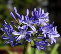 Hoa thanh anh,cây thanh anh,thanh anh,huệ sông Nin,hoa Arapang,Agaphanthus umbellatus,họ Hành,Alliaceae,Hoa Thanh Anh