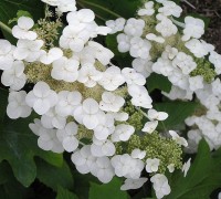 Cẩm tú cầu lá sồi,cam tu cau la soi,hoa cẩm tú cầu,họ cẩm tú cầu,Hydrangea quercifolia,Cẩm tú cầu lá sồi