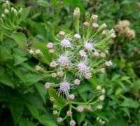 Bớp bớp,ba bớp,lốp bốp,cỏ Lào,yến bạch,cỏ hôi,cỏ Việt Minh,cỏ Nhật,cây cộng sản,cây phân xanh,Chromolaena odorata,họ Cúc,Asteraceae,cây cỏ lào chữa bệnh,Bớp bớp (yến bạch)