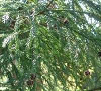 Liễu sam,liễu Nhật Bản,cây liễu,Cryptomeria,họ Hoàng Đàn,Cupressaceae,Cryptomeria japonica,Cupressus japonica L.f,Liễu Sam (Liễu Nhật Bản)