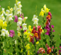 Hoa hoàng ngư,hoa kim ngư,Linaria vulgaris,Linaria,hoa mõm chó,họ mã đề,Plantaginaceae Juss,Hoa hoàng ngư