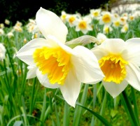 Hoa thủy tiên,hoa ngày Tết,Narcissus,sự tích hoa Thủy Tiên ngày Tết,Tết,Tết Nguyên đán,Hoa thủy tiên