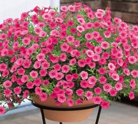 Hoa triệu chuông,Million bells,cây hoa đẹp,Hoa triệu chuông (Million bells)