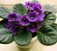 Hoa tử linh lan,tử linh lan,violet châu Phi,violet,hoa violet,Saintpaulia,African Violet,Hoa Tử Linh Lan (Violet châu Phi)
