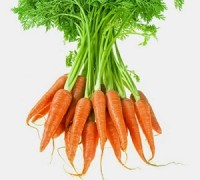 Cà rốt,cây cà rốt,củ cà rốt,hoa cà rốt,carotte,aucus carota,sativus,cây thực phẩm,Cà rốt