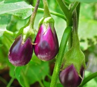 Cà tím,cà dái dê,Solanum melongena,họ cà,họ khoai tây,Solanaceae,tác dụng của cà tím,Cà tím