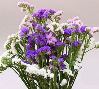 Hoa Salem,salem,Limonium sinuatum,Limonium,Statice,Sea Lavender,Notch Leaf Marsh Rosemary,Marsh Rosemary,Sea Pink,biển hồng,Wavy Leaf Sea Lavender,họ đuôi công,Plumbaginaceae,ý nghĩa của hoa salem,Hoa Salem (Limonium sinuatum)