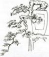 Thế cây Thác đổ,thế cây,cây cảnh,Thế cây Thác đổ