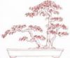 Thế cây Quần thụ Tam sơn,thế tam tài,tùng bách,Thế cây Quần thụ Tam sơn