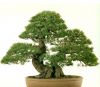 Thế cây,dáng cây,cây cảnh,thập toàn,cây cảnh cổ,bonsai,Dáng thế thập toàn cây cảnh cổ
