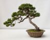 kỹ thuật cấy ghép thân cành,chăm sóc cây cảnh,cây cảnh,cay canh,Kỹ thuật cấy ghép thân cành