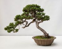 kỹ thuật cấy ghép thân cành,chăm sóc cây cảnh,cây cảnh,cay canh,Kỹ thuật cấy ghép thân cành