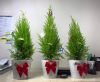 cây tùng thơm, cây thông noel mini, cây thông để bàn, cây thông mini để bàn, cây noel mini, giá cây thông noel mini, cây thông mini thật, cây thông noel thật, cây tùng thơm noel,Cây Tùng Thơm Gây Sốt Mùa Noel