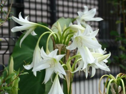 Trinh nữ hoàng cung,Trinh nữ hoàng cung