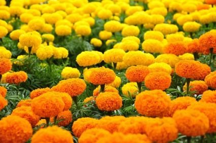 cúc vạn thọ,hoa cúc vạn thọ,cuc van tho,hoa cúc,hoa cuc,Tagetes patula,Tagetes erecta,Cúc Vạn Thọ