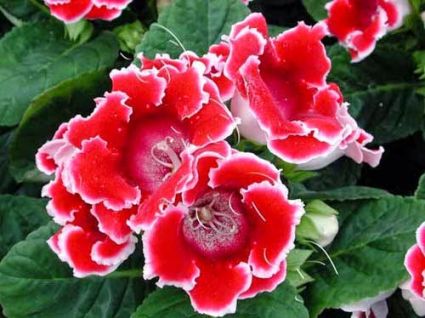 Hoa tử la lan,hoa tu la lan,tử la lan,hoa chuông tình yêu,chuong tinh yeu,hoa tinh yeu,valentine,hoa thánh,hoa mõm chó biển,đại nhâm đồng,hồng xiêm,phú quý,Sinningia speciosa,Gloxinia speciosa,Hoa tử la lan - chuông tình yêu