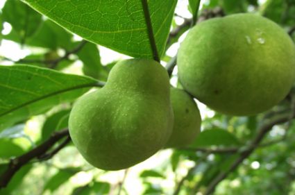 cây chay,cây chay bắc bộ,chay ăn trầu,cây ăn trầu,mít chay,chay vỏ tía,chay Bắc,Artocarpus tonkinensis,họ Dâu Tằm,Moraceae,cây ngoại thất,cây ăn quả,cây y học,cây làm thuốc,Cây Chay Bắc Bộ