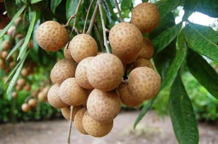 Cây nhãn,nhãn lồng,nhãn lồng Hưng Yên,nhãn xuồng cơm vàng,nhãn tiêu da bò,nhãn quế,nhãn trơ,long nhãn,mắt rồng,cây ăn quả,Dimocarpus longan,họ Bồ hòn,Sapindaceae,quế viện,cây nhãn tổ,Cây nhãn