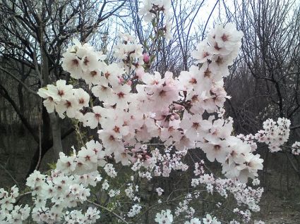 Cây mơ tây,mơ châu Âu,mơ hạnh,cây hạnh,hạnh tử,cây hạnh nhân,Prunus armeniaca,Prunus armeniaca L,Prunus,apricot,abricotier,cây ăn quả,Mơ tây, mơ châu Âu, mơ hạnh