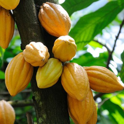 Cacao,cây cacao,ca cao,cây ca cao,kakao,ka kao,cây ka kao,Theobroma cacao,họ Trôm,Sterculiaceae,Byttnerioideae,Crillo,Forastero,Trinitario,họ Cẩm quỳ,Malvaceae,cacao socola,nguyên liệu sản xuất socola,Cacao
