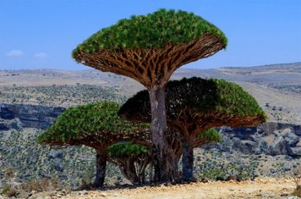 Cây máu rồng,máu rồng,cây Long Huyết,Dracaena Cinnabari,Dragon Blood Tree,Dam al-Akhawain,Cây Máu rồng