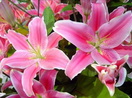 Hoa ly,lily,hoa lily,hoa bách hợp,hoa loa kèn,hoa huệ tây,huệ tây,ý nghĩa hoa ly,truyền thuyết hoa ly,truyền thuyết hoa ly,lis,Liliaceae,Amaryllis,Red Lily,Lilium Longiflorum,hoa đẹp,họ loa kèn,Hoa Ly (bách hợp)