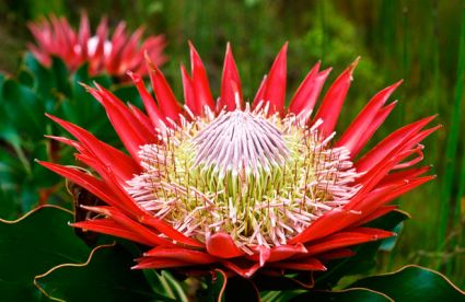 Hoa protea,king protea,quốc hoa Nam Phi,Honeypot,hoa bình mật,King Sugar Bush,Đường thảo Hoàng đế,họ quắn hoa,Proteaceae,Hoa Protea (King Protea)