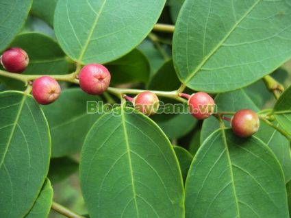 cây cù đề, hình ảnh cây cù đề, cây cù đề chữa bệnh, cay cu de, Breynia vitis-idaea (Burm. f.) C.E.C. Fischer (B. rhamnoides Muell - Arg.), thuộc họ Thầu dầu - Euphorbiaceae, Euphorbiaceae, thầu dầu,,Cây Cù Đề