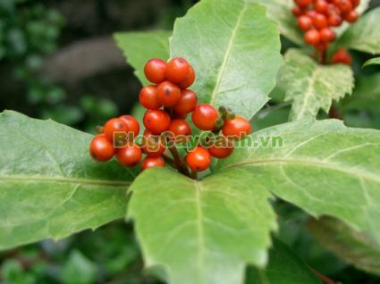 Cây Sói Rừng, hình ảnh cây sói rừng, công dụng cây sói rừng, tác dụng chữa bệnh của cây sói rừng, cay soi rung, cây sói rừng chữa bệnh, Sarcandra glabra (Thunb) Nakai, họ Hoa sói,Chloranthaceae,cây sói nhẵn, cây cửu tiết trà, cây thảo san hô, cây quan âm trà, cây tiếp cốt mộc, cây cửu tiết phong, cây cửu tiết lan, cây sơn hồ tiêu, cây cốt phong tiêu, cây mãn sơn hương, cây kê cốt hương, cây tiếp cốt trà,,Cây Sói Rừng