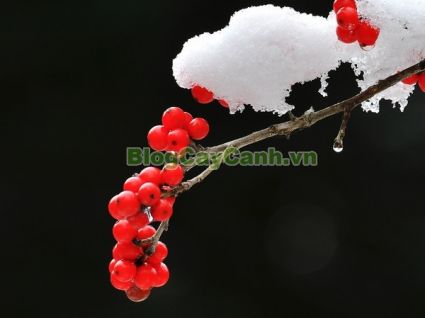 Cây Hoa Đào Ilex, cây tết, cây hoa tết, Ilex, Winterberry, hình ảnh cây hoa đào ilex, hoa Trân Châu Ilex, hoa Trân Châu đỏ, cây đào đông đỏ, cây đào đông, cây hoa đào ilex đẹp, cây hoa đào ilex chưng tết,,Cây Hoa Đào Ilex