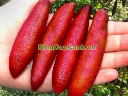 cây chanh ngón tay,finger lime,Microcitrus australasica, chanh hình ngón tay, chanh ngon tay,trứng cá caviar,họ cam chanh,,Cây Chanh Ngón Tay